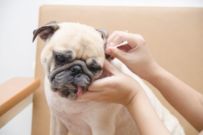 Cute pug dog with ear picking for cleaning from owner