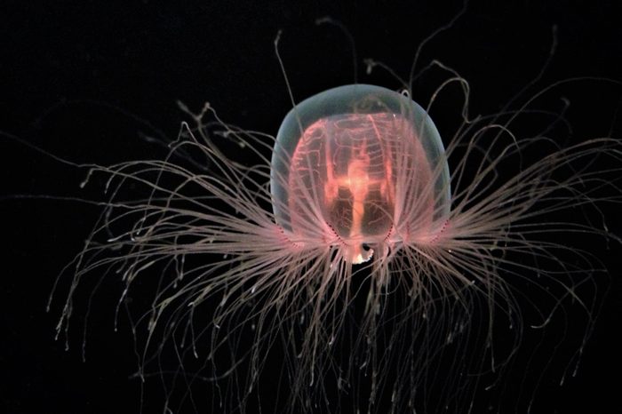 Immortal Jellyfish Isolated