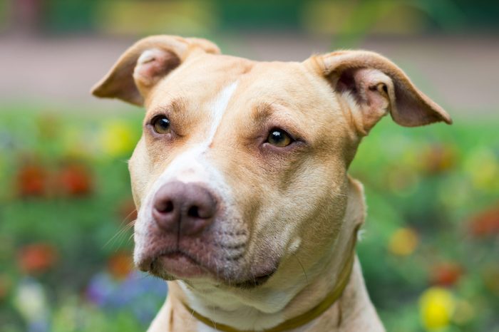 Outdoor Portrait close-up American Pit Bull Terrier