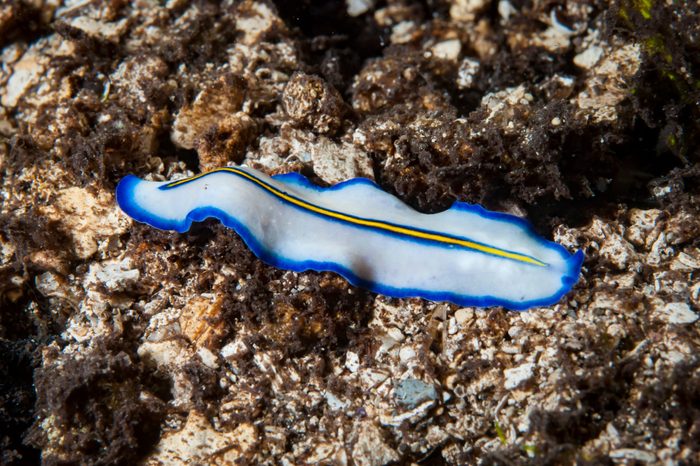 Pseudoceros concinnus Flatworm