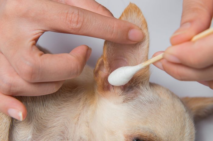 Dog Ear Cleaning