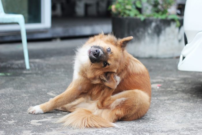 close up brown dog scratching its ear on siting position