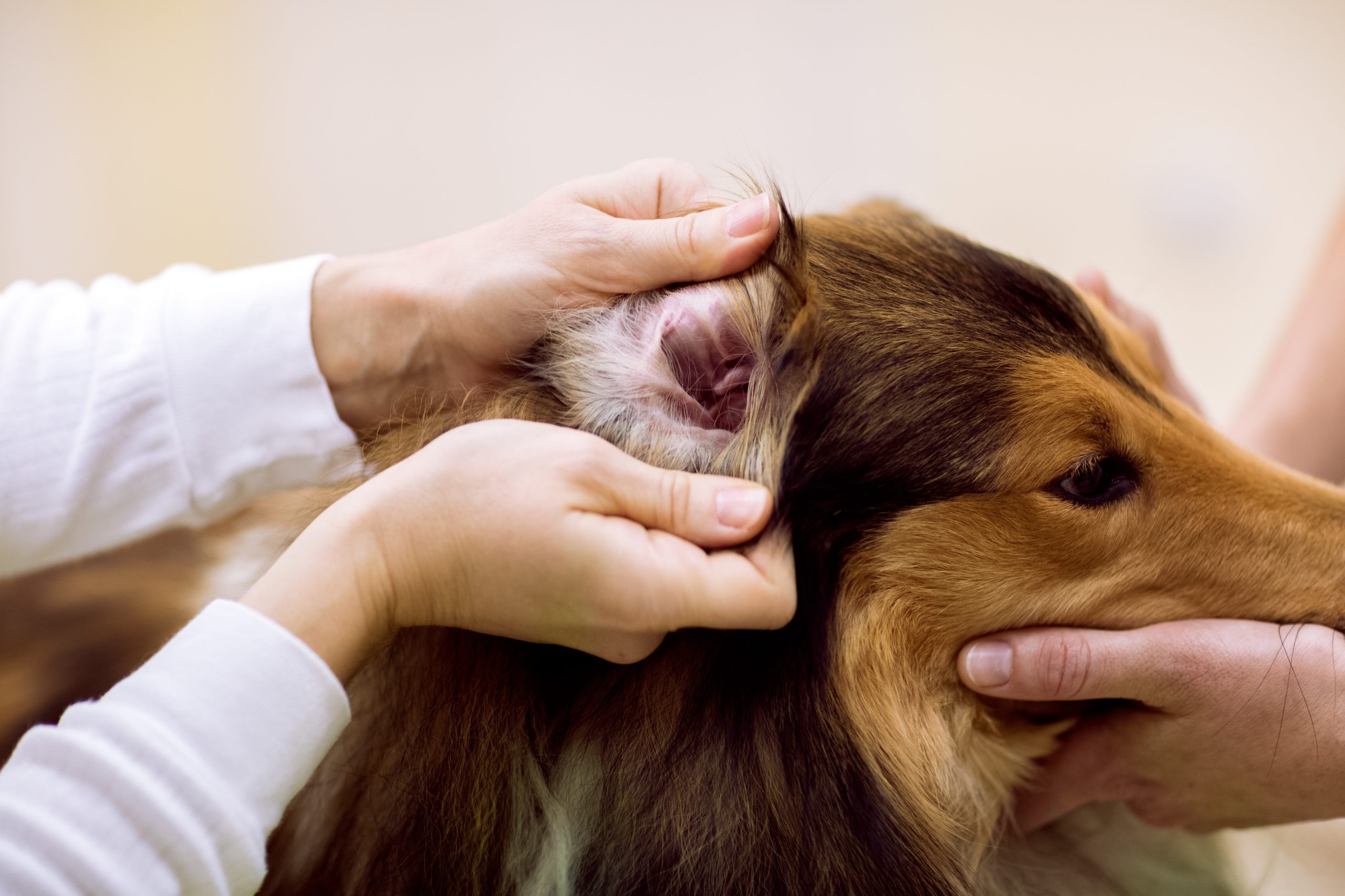 Veterinarian check dog's ear at pet clinic, detailed exam dog's ear