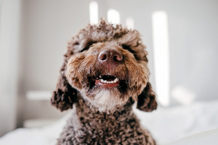 Brown Spanish Water Dog with lovely face and big brown eyes playing at home on the bed. Indoor portrait