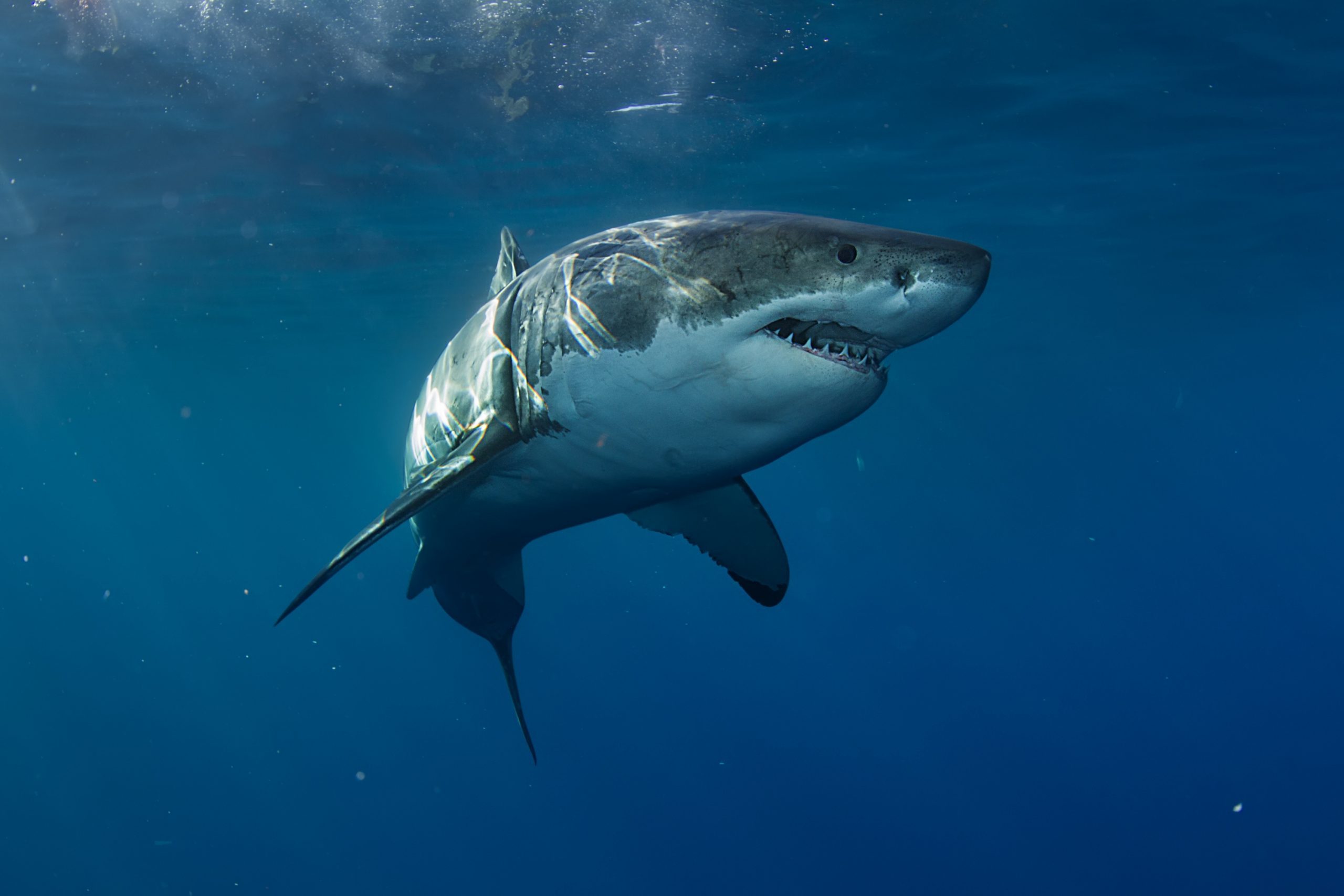 The Real Reason Aquariums Never Have Great White Sharks