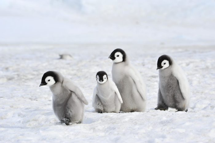 Emperor Penguin chicks in Antarctica