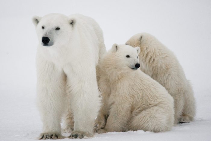 Polar bear with a cubs in the tundra. Canada. An excellent illustration.