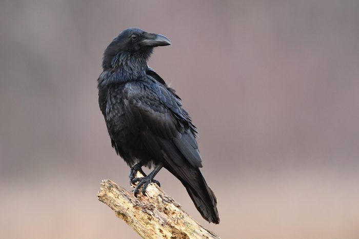 Raven (Corvus corax)