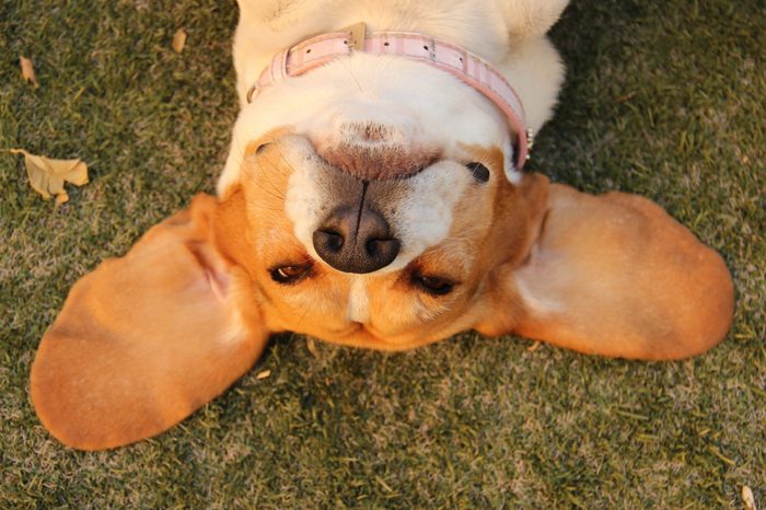 Beagle's head on the grass 