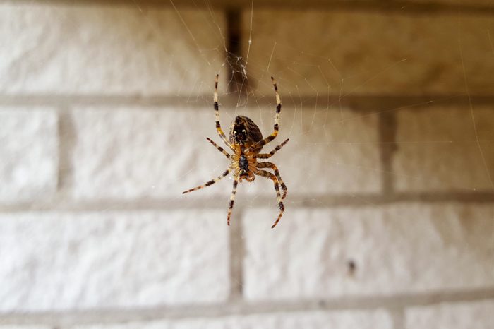 Scary spider watching the house. Zoom in and you will see all details of the spider.Nice to show to kids, too.