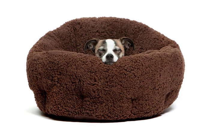 dog bed