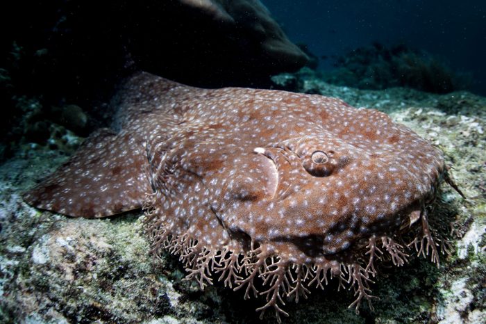 A Tasseled wobbegong, Eucrossorhinus dasypogon, lies on a reef in Raja Ampat, Indonesia. This tropical region is known as the heart of the Coral Triangle due to its incredible marine biodiversity.