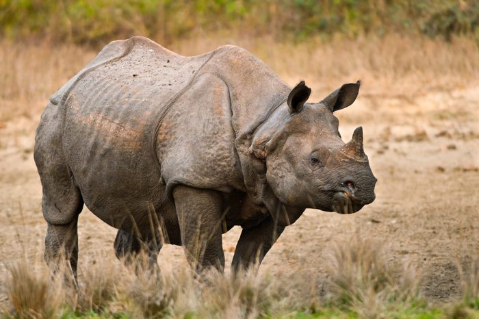 A large adult one horned rhinoceros in a salt lick at Jaldapara Wildlife Sanctuary in India.