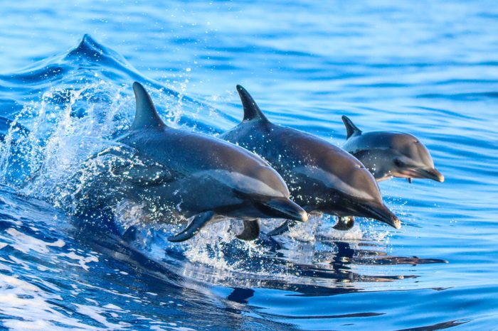 A spotted dolphin family leaping out of the clear blue Hawaii waters.