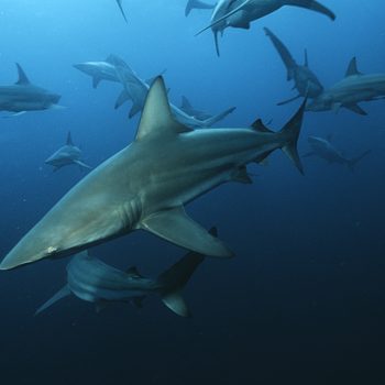 Aliwal Shoal Indian Ocean South Africa blacktip sharks (Carcharhinus limbatus) swimming in ocean