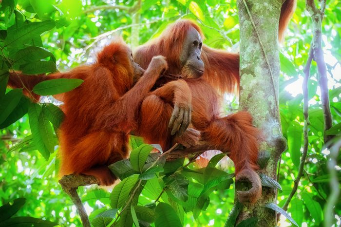 Animals in wild. Portrait of orangutan female and cute baby monkey breast feeding at tropical rainforest. Sumatra, Indonesia