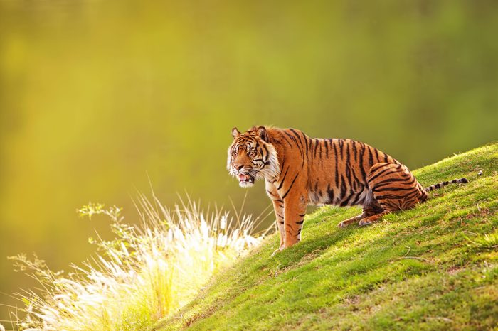 Beautiful Sumatran Tiger sitting on the green grass of a hill with a blurred out forest background