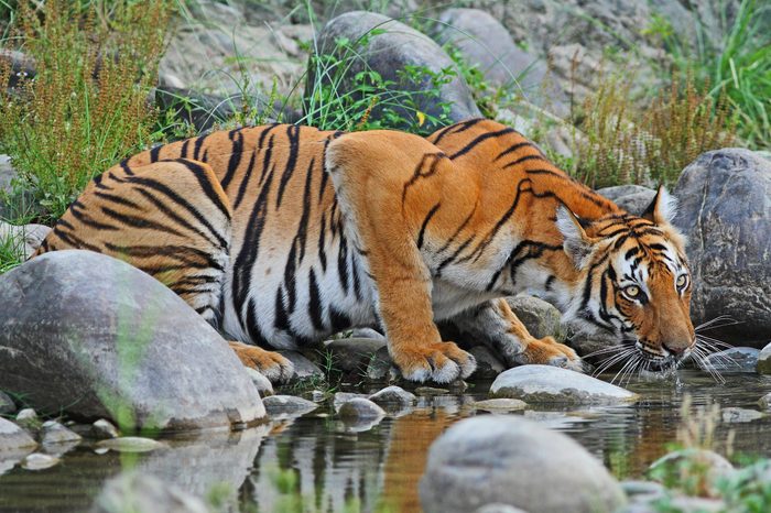 Bengal Tiger drinking water at a stream 