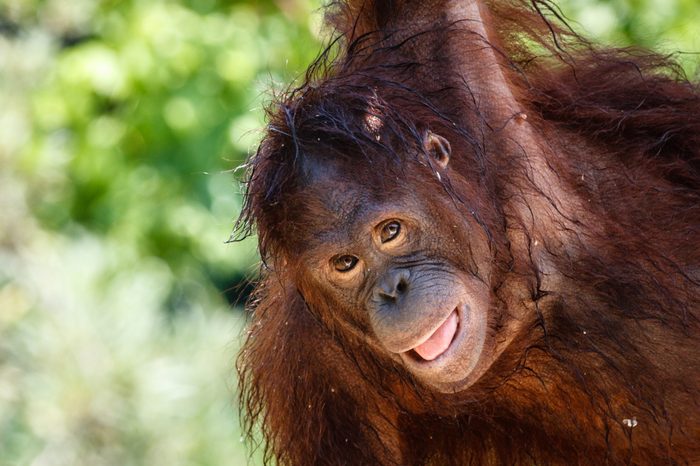 Bornean orangutan playing and hanging on the tree. Portrait shot. Bali, Indonesia.