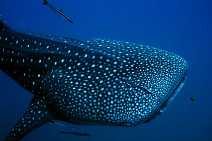 Close encounter with a giant Whale Shark