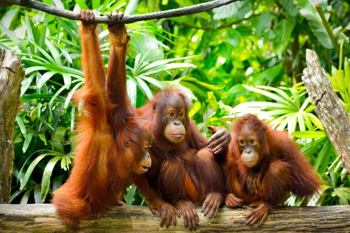 Close up of orangutans, selective focus. 