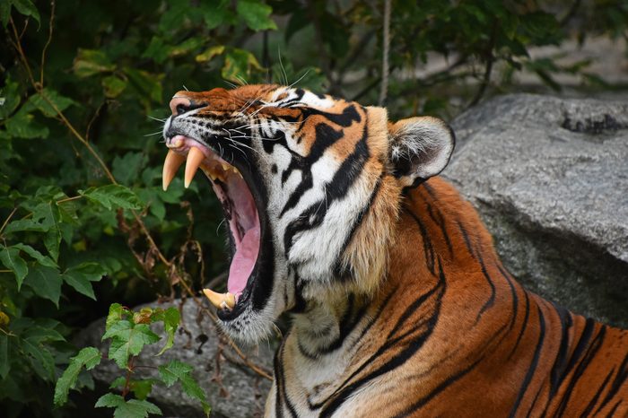 Close up profile portrait of one Indochinese tiger yawning or roaring, mouth wide open and showing teeth, low angle view