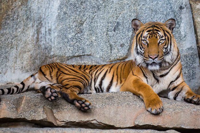 Close up view of an Indochinese tiger (Panthera tigris corbetti)