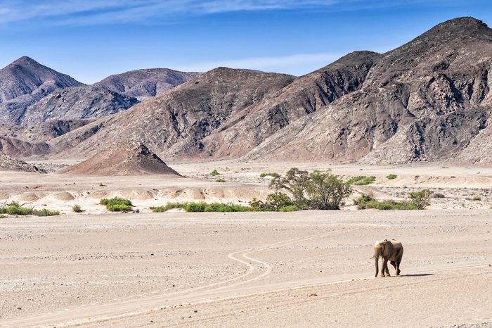 Desert elephant walking in the dried up Hoanib river in Namibia. Desert elephants are african bush elephants that have made their homes in the Namib deserts. Are solitary and roam over large areas