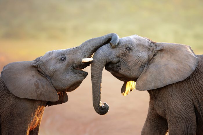 Elephants touching each other gently (greeting) - Addo Elephant National Park