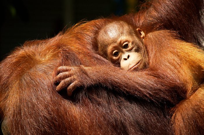 Female orangutan and her baby in the rainforest 