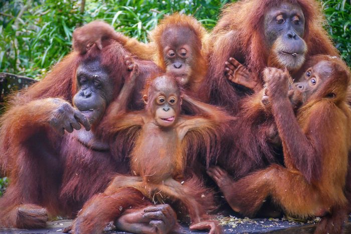 Funny portrait of a group of orangutans, including two mothers with their young offspring, enjoying a snack of sunflower seeds.