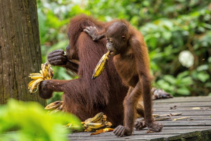 Orangutan and his son eating some dishes in the Spilok park