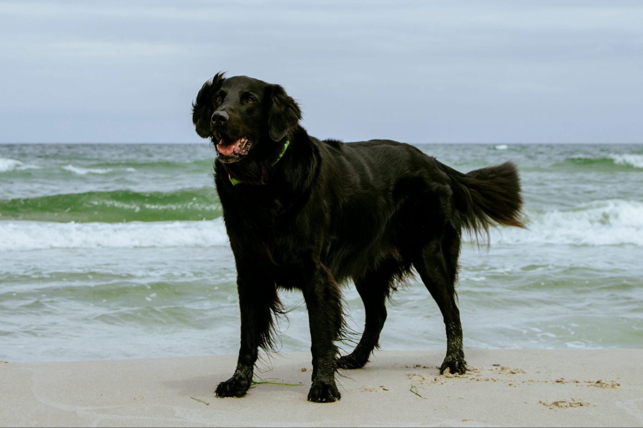 Labradinger, Labrador retriever and English springer spaniel mix, enjoying the beach