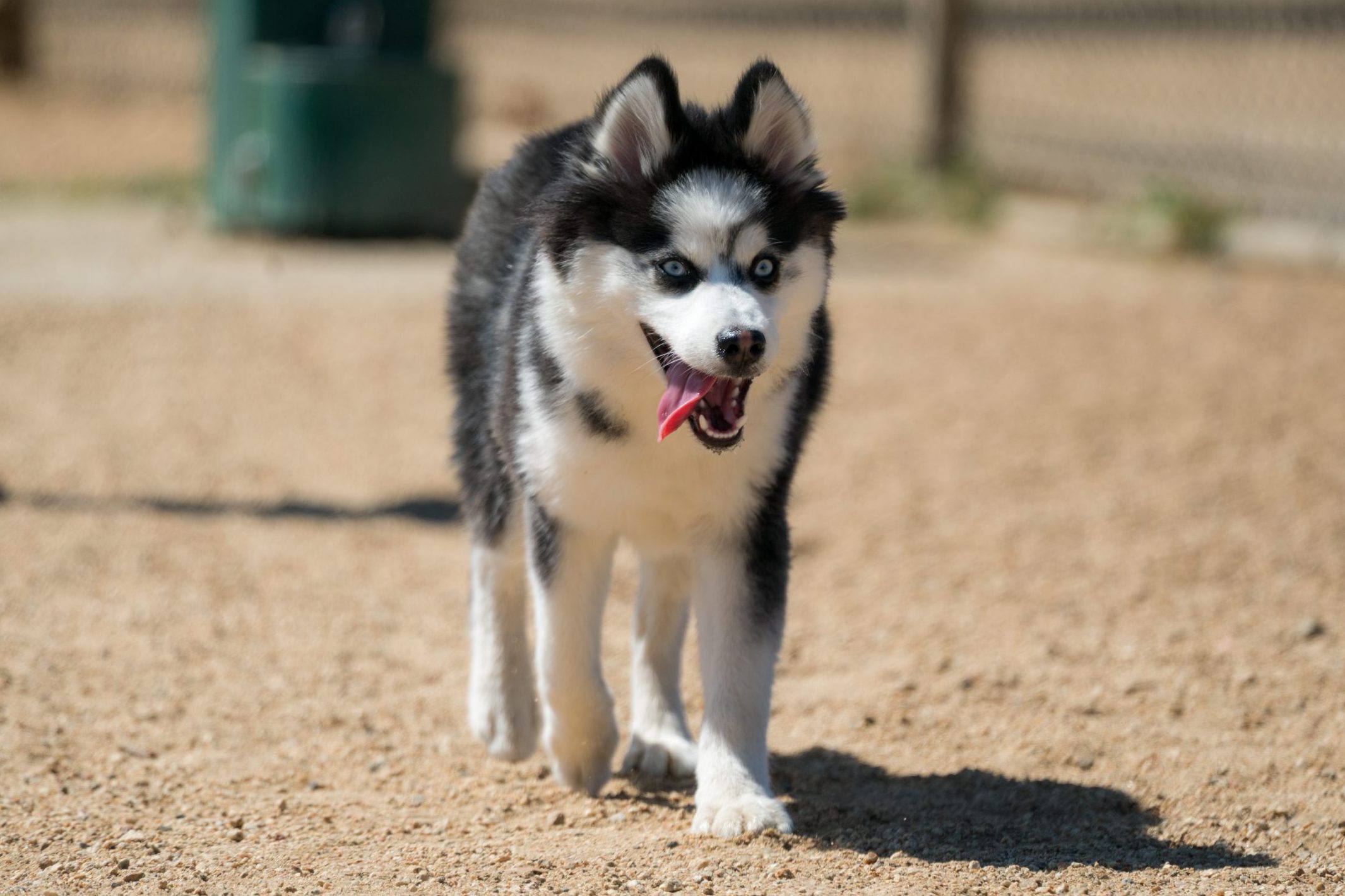 Pomsky, Husky and Pomeranian Mix, Walking with Tongue Out