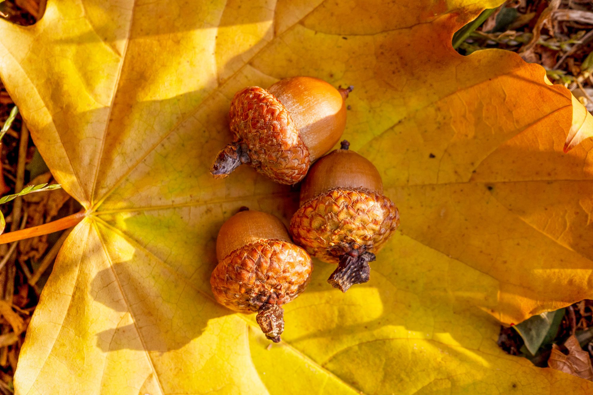 Acorns On Yellow Leaves