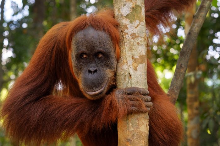 Semi-wild rehabilitated Orangutan coming down from the trees to get food from tourists