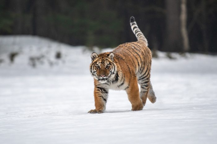 Siberian Tiger in the snow (Panthera tigris)