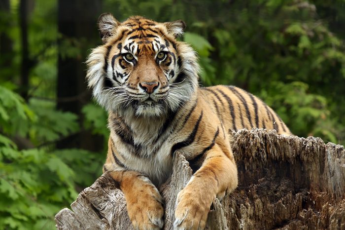 Sumatran Tiger laying on a tree stump.