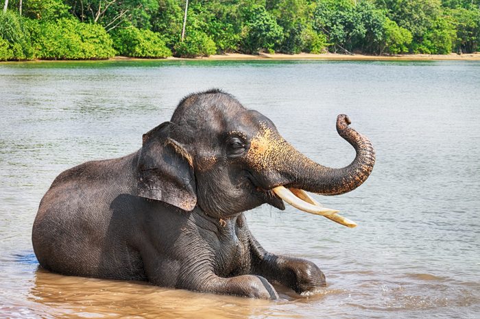 Sumatran elephant lying in sea with its trunk raised, Bintan, Indonesia.