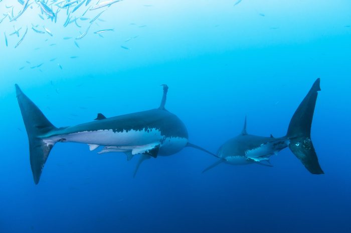 Tail fin of great white sharks in clear blue water.