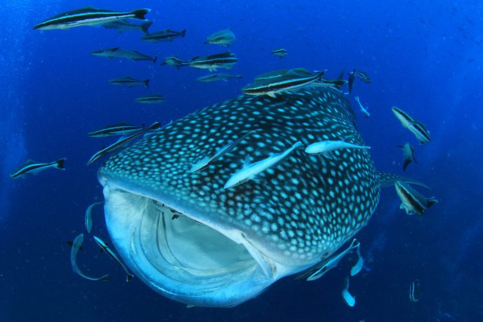 Whale Shark with mouth open