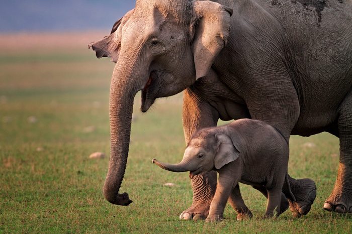 Wild Asian elephant mother and calf, Corbett National Park, India. 