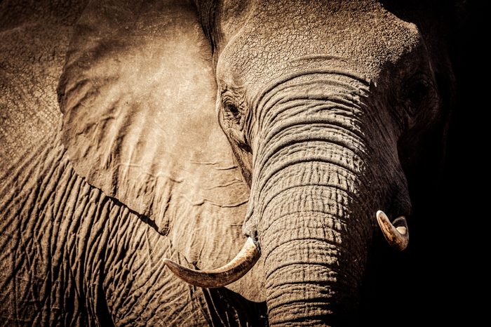 Wild african elephant close up, Botswana, Africa