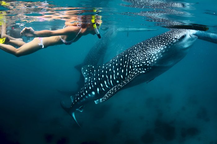 Young lady snorkeling with whale shark