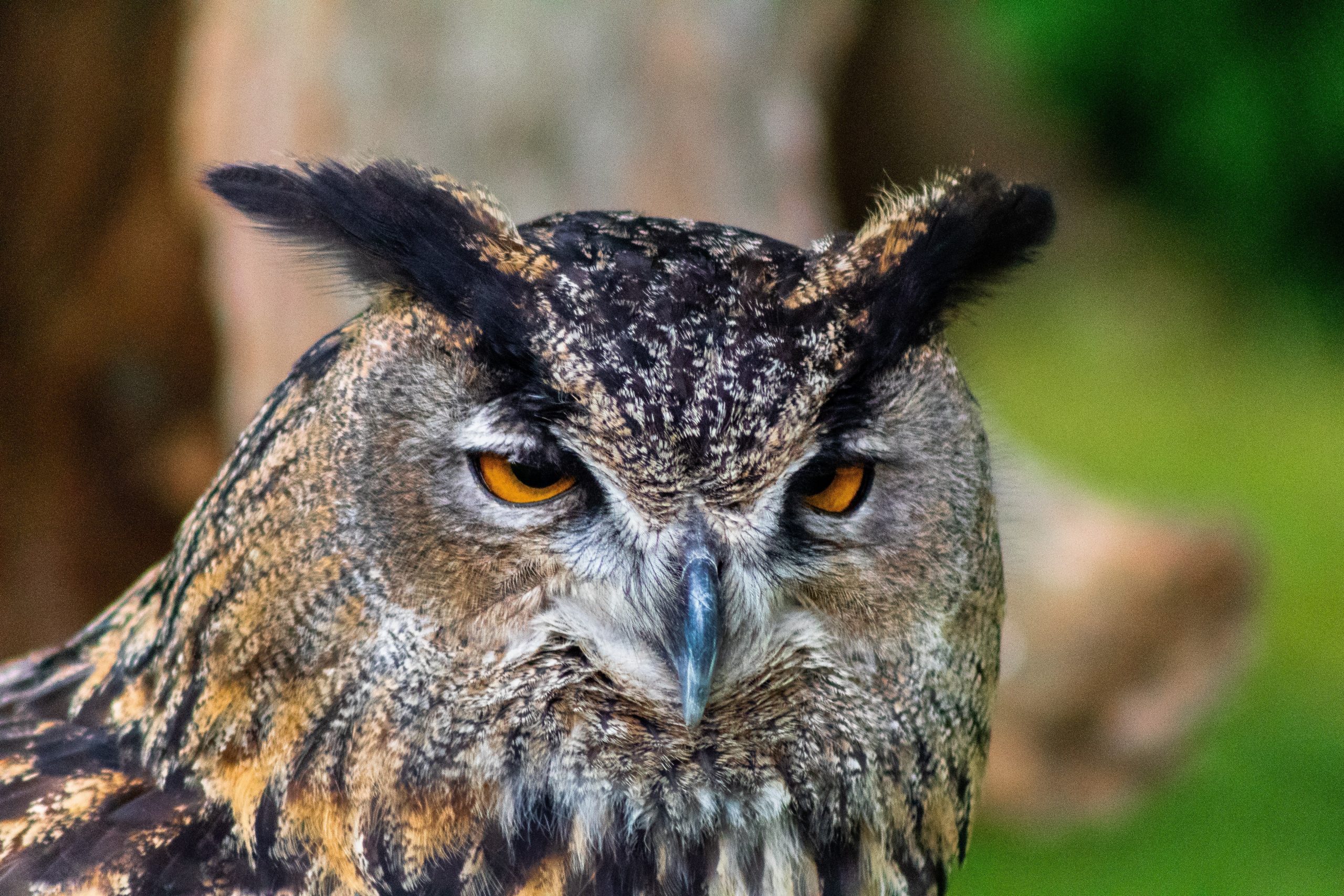 9 Reasons You Shouldn’t Keep an Owl as a Pet