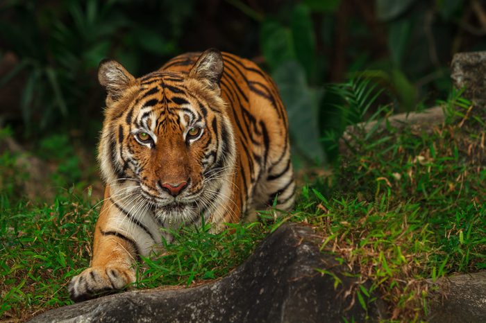 Indochinese tiger