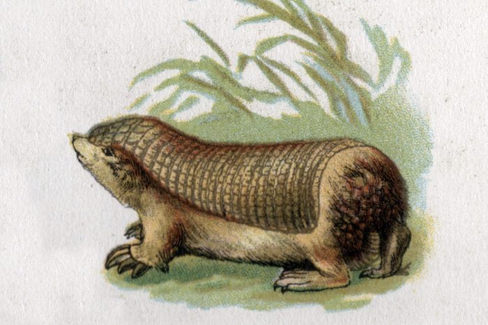 Pink Fairy Armadillo. Illustration