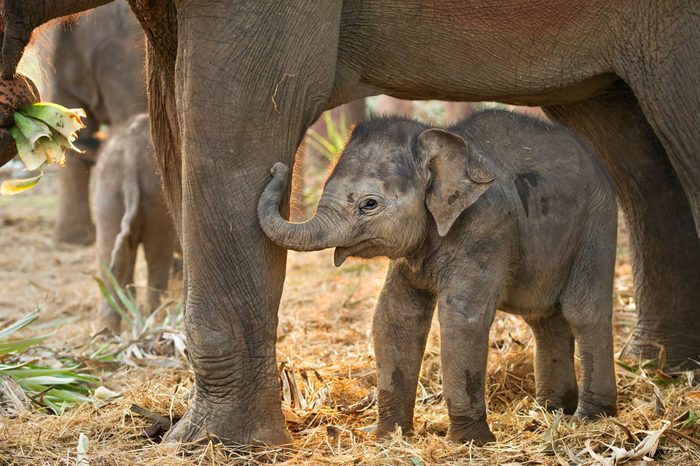 asian baby elephant with mother.Elephant is a wildlife animal but everybody falling in love them very cute and clever. Many tourist come to Thailand for travelling and need to visit elephant family.