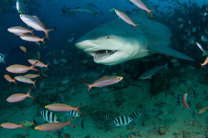 bull shark at Fiji