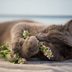 What Does Catnip Do to Cats?